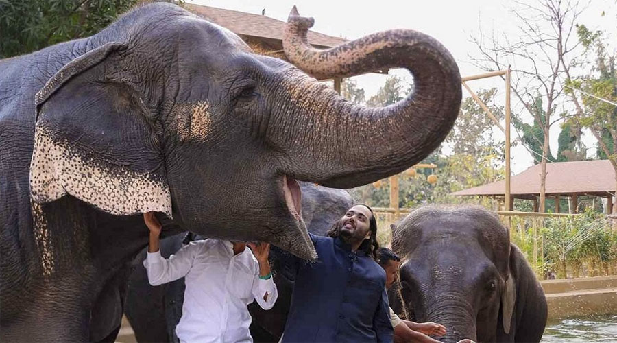 हत्तींची कथित बेकायदेशीर खरेदी-विक्री : अनंत अंबानी यांच्या वनताराला क्लीनचिट