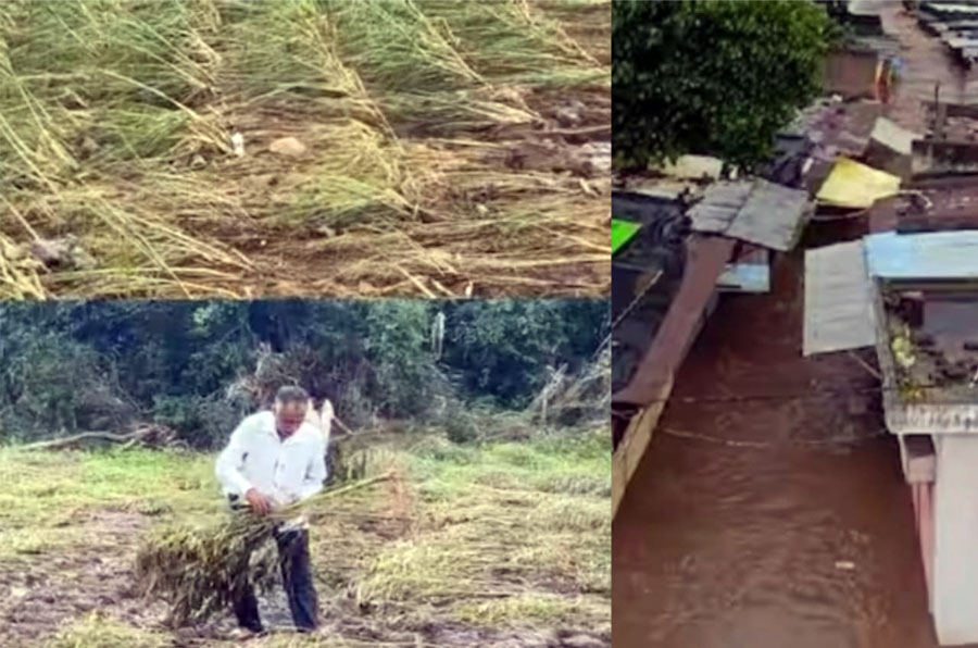 राज्यात अतिवृष्टीचा तडाखा; शेतकरी संकटात